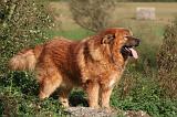 DOGUE DU TIBET 601